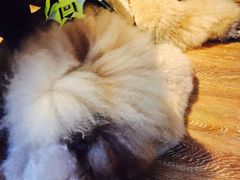 -百好乐宠物友好餐厅(朝外大街店)