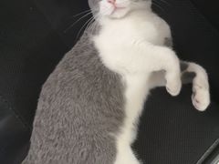 -袖虎·猫馆(体育西路店)