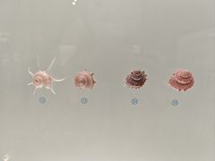 -青岛贝壳博物馆