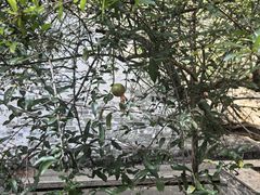 -黄埔古港