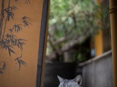 -龙华寺