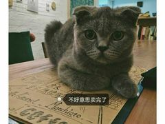 喵-拾壹cafe·工作室