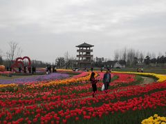 -杭州湾海上花田景区