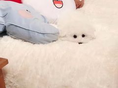 -美联众合爱康动物医院•复杂内科•肿瘤科•牙科•腔镜诊疗中心