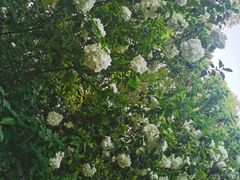 -上海共青森林公园