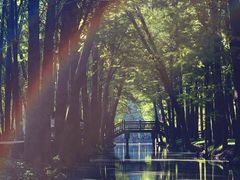 -溱湖国家湿地公园