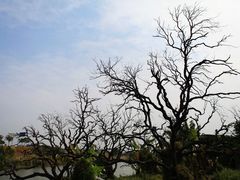 景点-鹤之洲湿地公园