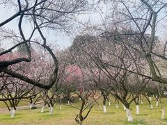 -杭州植物园
