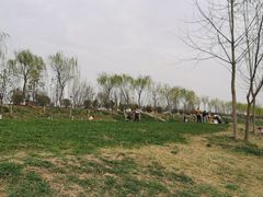 -洨河生态公园