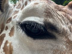 -勇誌烧肉·焱铁烧