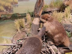 -陕西自然博物馆