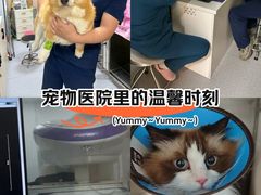 -康成宠物医院24H·CT·核磁共振