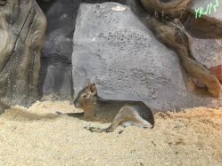 -Zoolung Zoolung动物主题公园(海信广场店)