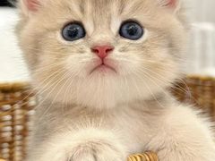 -博特宠物医院24h犬猫全科.骨科·异宠