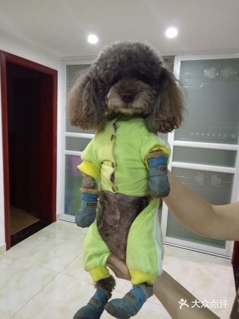 怀念大宝卢卡。 陪伴我们七八年的大宝卢卡，因为意外离