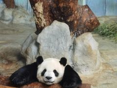 -海南热带野生动植物园