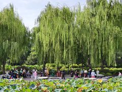 -莲花池公园