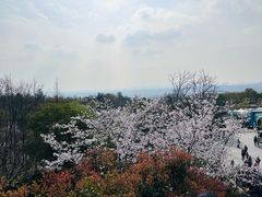 -牛首山文化旅游区