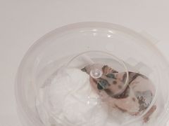 -酷以爬仙阁实体爬宠店·守宫·蜥蜴·专业繁育