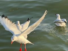 -蠡湖大桥公园