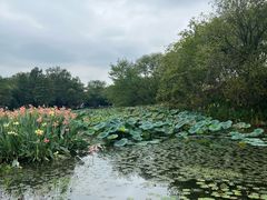 -西溪国家湿地公园