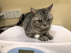 -萌兽医馆·犬猫专科·眼科中心·宠物医院(朝阳门分院)
