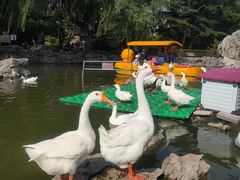 -团结湖公园