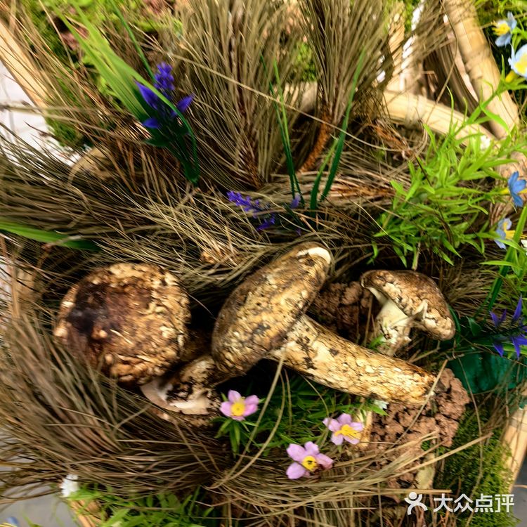 植物治失眠~自然的力量