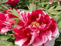-莲花池公园