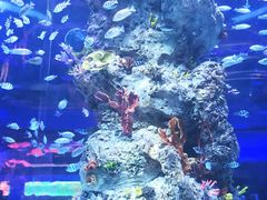 -芜湖新华联大白鲸海洋公园