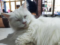 -猫小院猫主题餐厅(南锣旗舰店)
