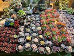 -朝来春花卉市场