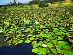 -上海海湾国家森林公园