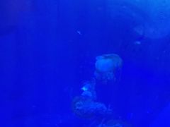 -江和美海洋公园