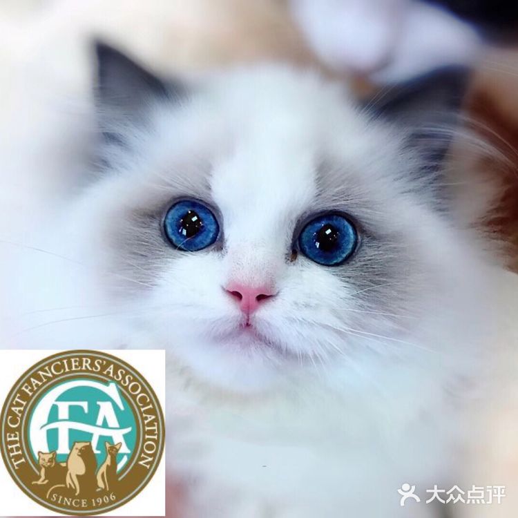 山猫绝对不是传统线，但是好多山猫却是传统型