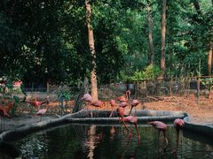 -清迈夜间动物园