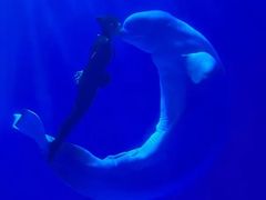 -多彩贵州城极地海洋世界