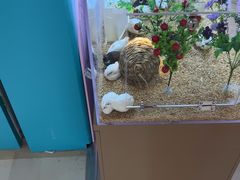 -金鹰国际购物中心(江都店)