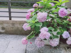 -凡瑜伽·普拉提