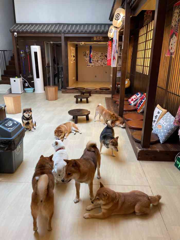 豆柴院子柴犬主题咖啡馆(798店)-"店面很整洁没有异味,那么多只小可爱