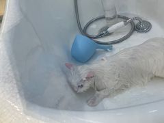 -momokira米努特·德文卷毛猫·棉花面纱犬