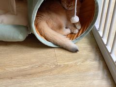 -东方名猫馆·英短金渐层布偶猫舍(环线广场1号楼店)