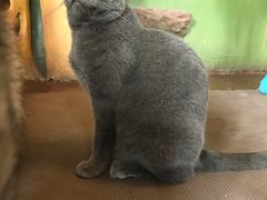 -猫猫幼稚园·撸猫·桌游·电玩