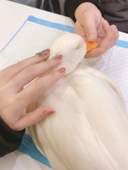 -1T·1M 日式美甲美睫