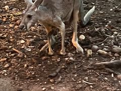 -清迈夜间动物园