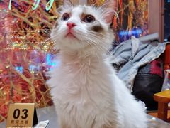 -藏猫猫咖啡主题馆(中央大道店)