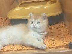 -欣宠猫屋·矮脚拿破仑·蓝金金渐层