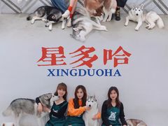 -星多哈·狗咖·拼豆·咖啡