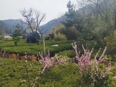 -崂山巨峰游览区