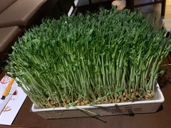 活体有机豆苗-捞神煲汤火锅(湖滨商业街店)